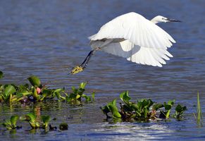 Weißer Reiher - Inle-See als Wildvogelparadies