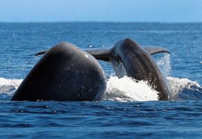 Whale Watching auf den Azoren