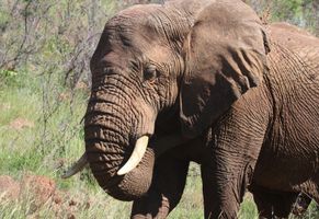 Wildlife entdecken in Südafrikas Wildnis