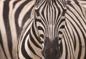Zebra, Etosha Nationalpark