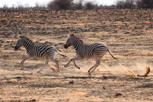 Namibia Zebras 