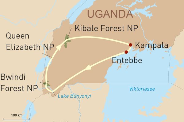 Uganda Reise - Auf Augenhöhe mit den Berggorillas