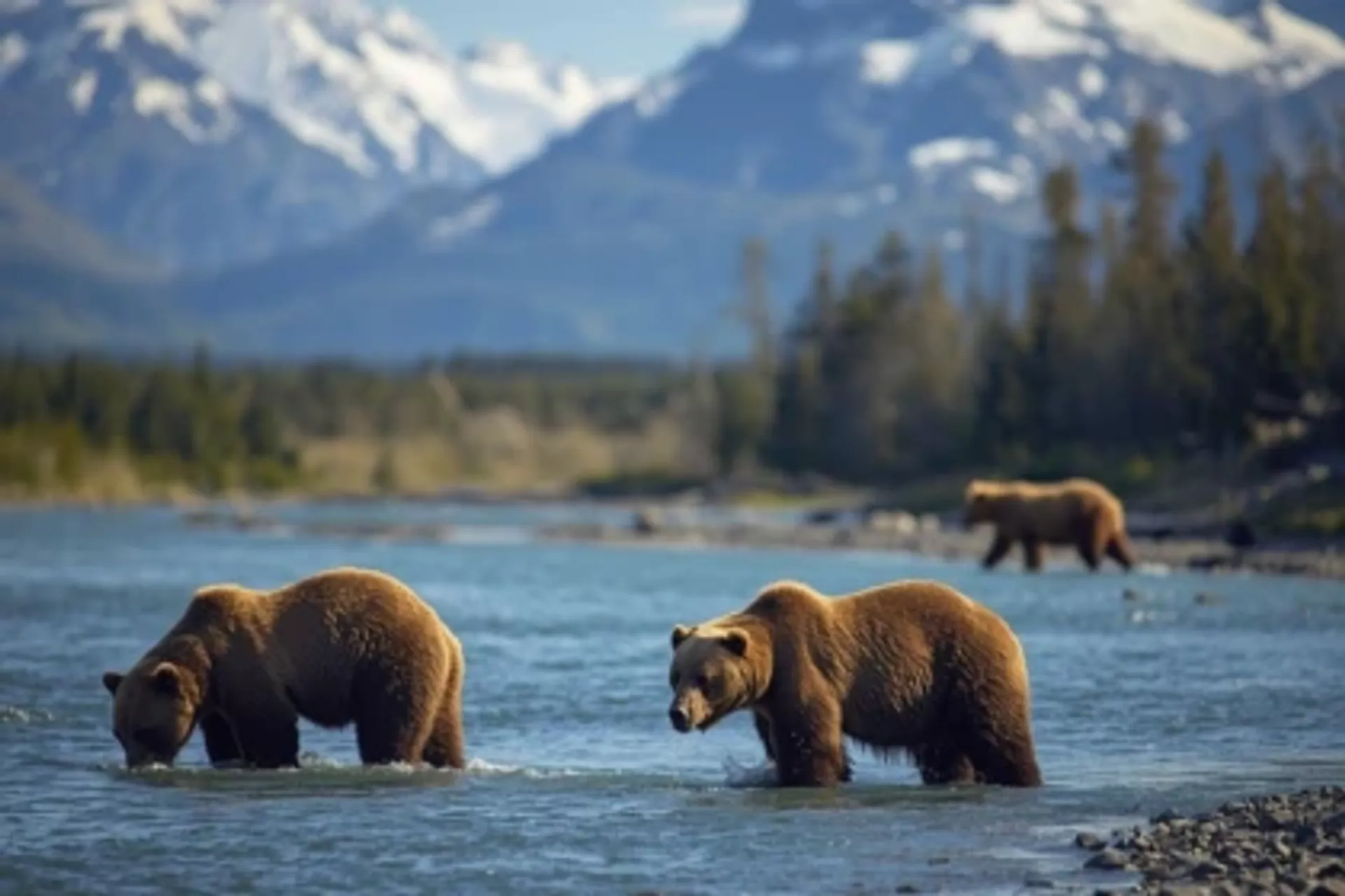 USA Reisen Bären in Alaska 