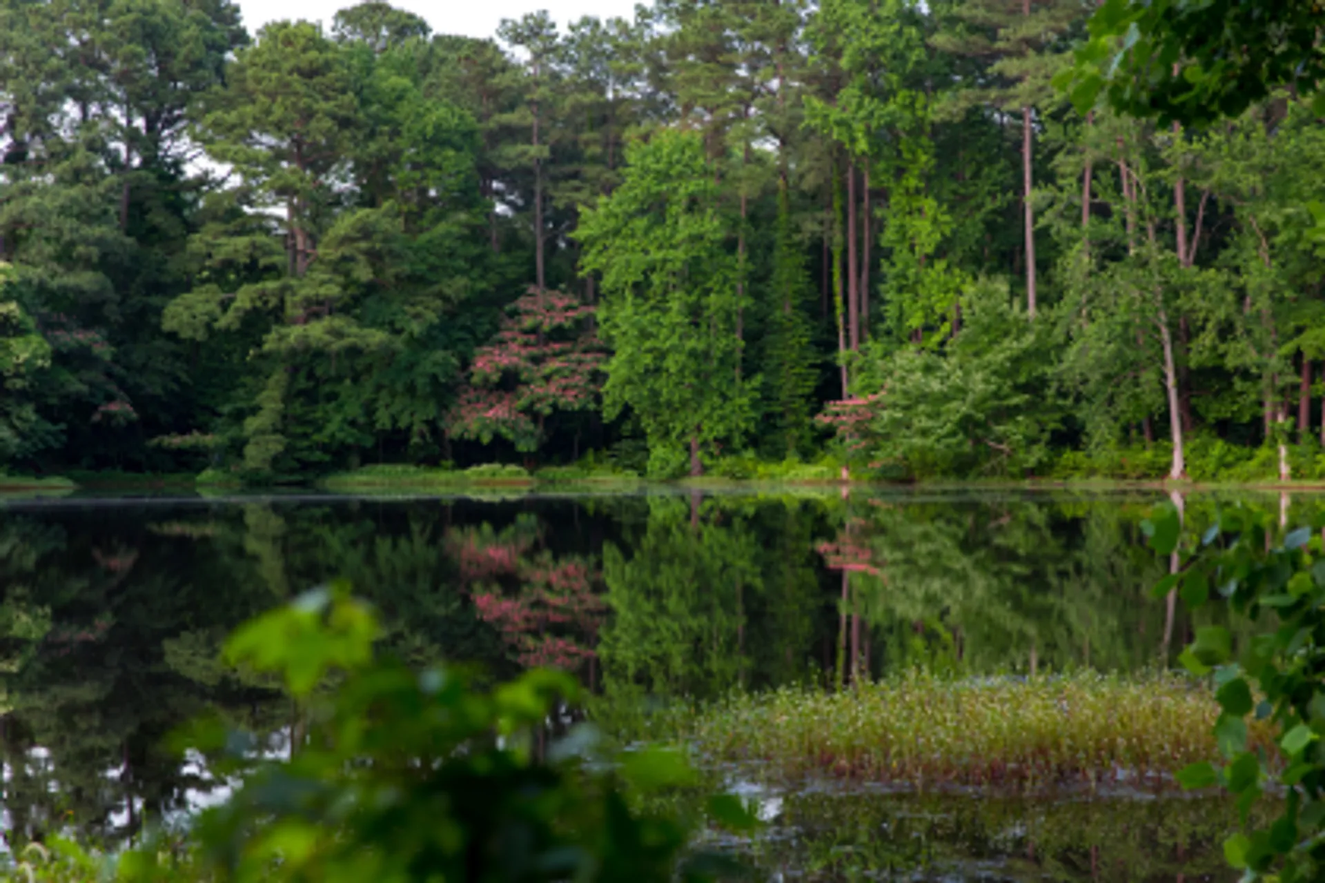 Suriname Brownsberg Naturpark
