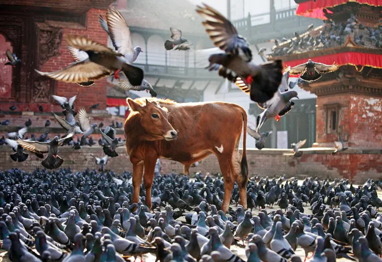 Heilige Kuh in Kathmandu, Nepal