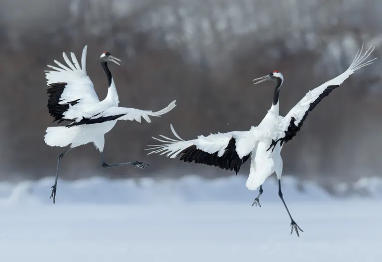 Kraniche auf Hokkaido