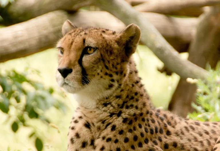 Gepard