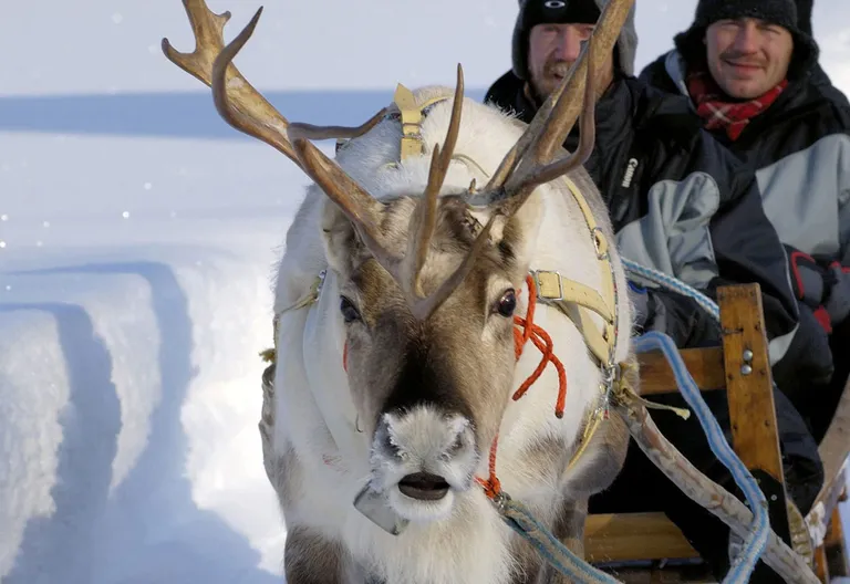 Rentierschlittenfahrt