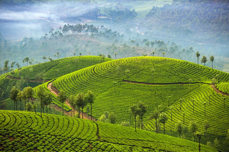 Teeplantagen in Munnar, eingebettet in die sanften Hügel von Kerala
