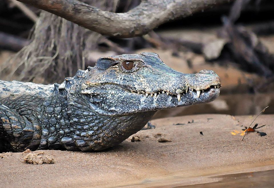 Alligator, Suriname Reise