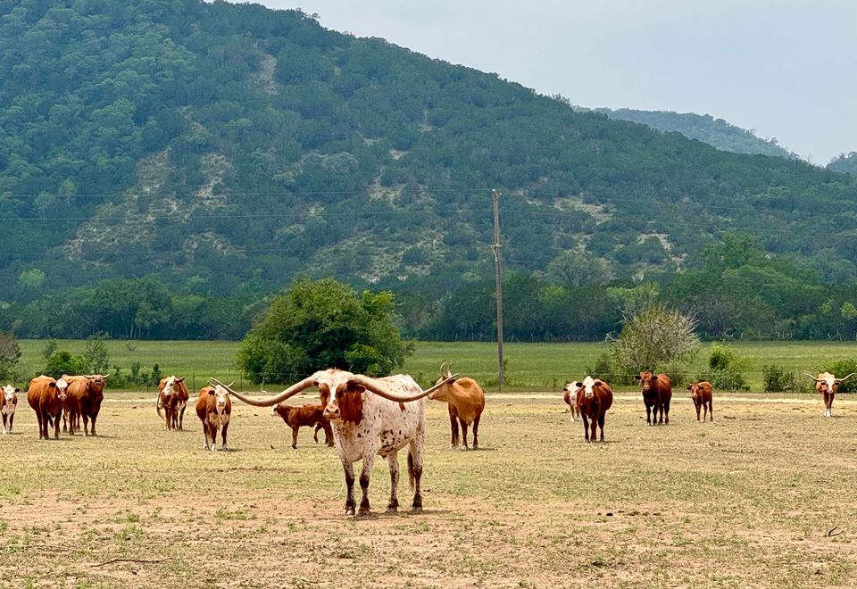 Dixie Dude Ranch