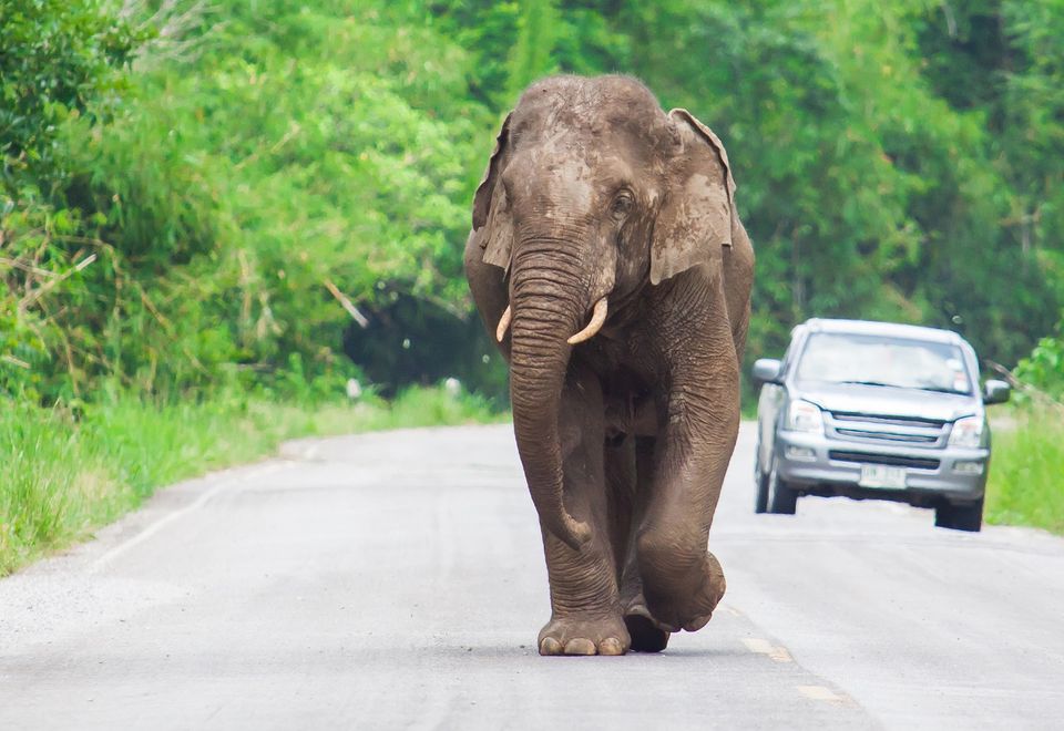 Elefant auf Strasse, Thailand