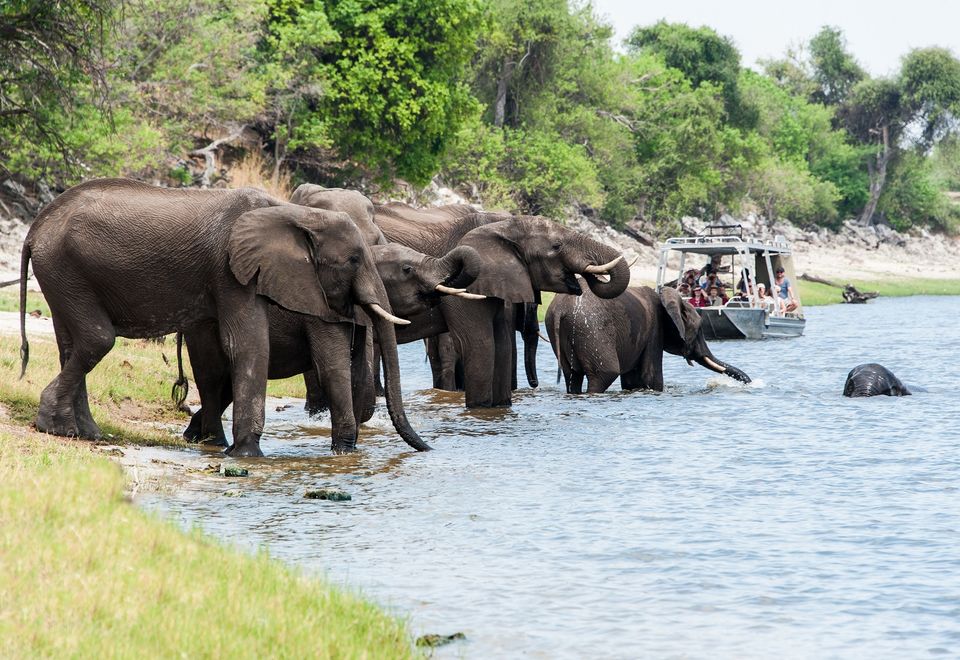 Elefanten am Chobe Fluss