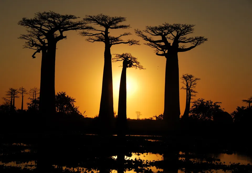Baobabs bei Sonnenuntergang, Madagaskar