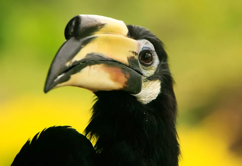Bird Watching, Malaysia