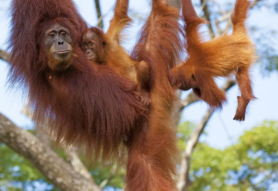 Borneo, Orang Utan Familie