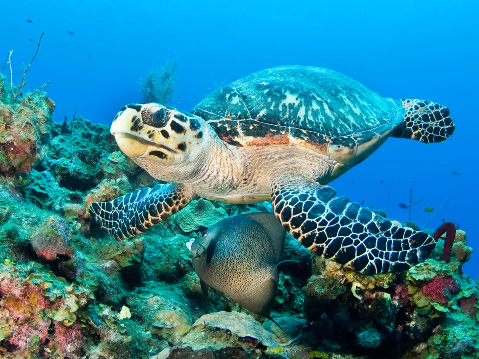 © 2025  Cayman Islands