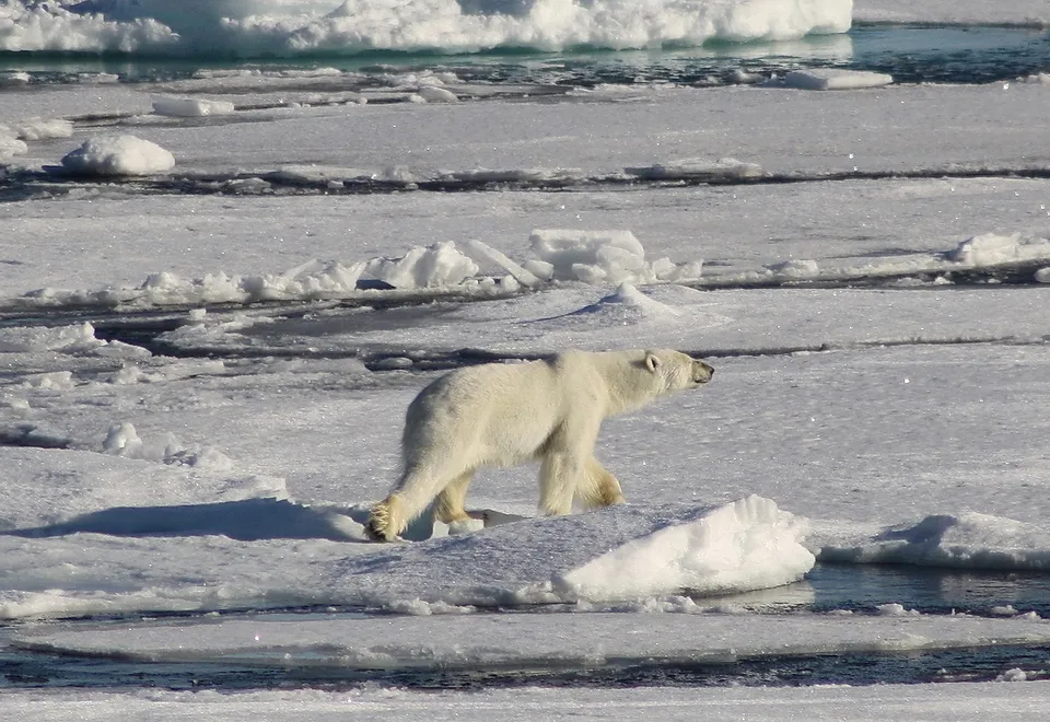 Eisbärsichtung, Spitzbergen