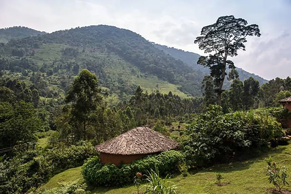 Uganda_Jungle