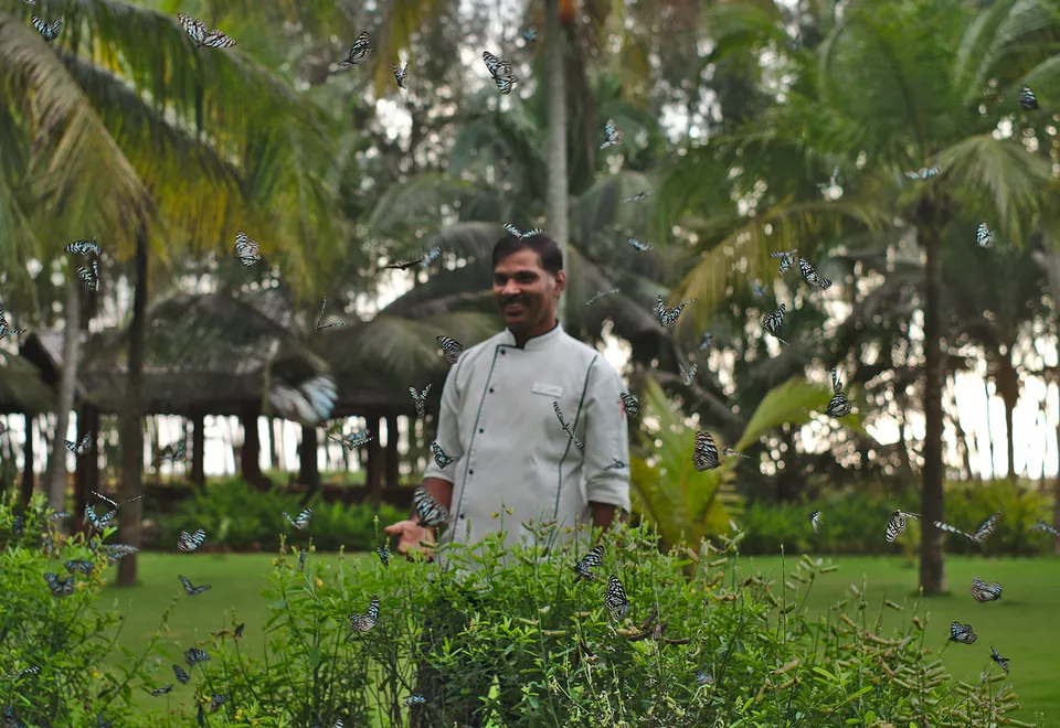 Koch im Schmetterlingsgarten