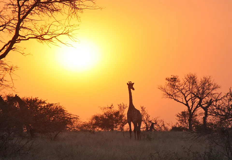 Giraffe bei Sonnenuntergang
