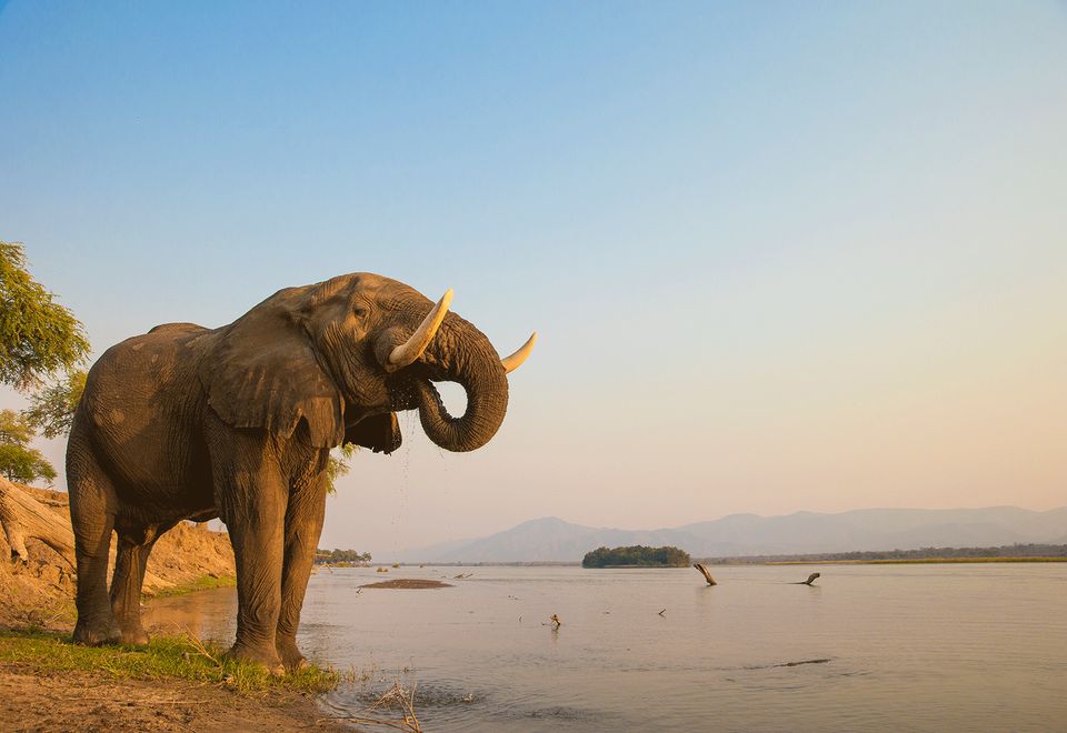 Elefant am Sambesi-Fluss