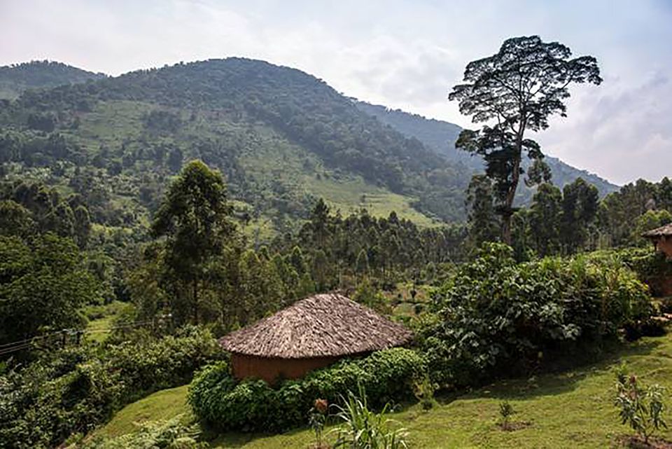 Uganda_Jungle