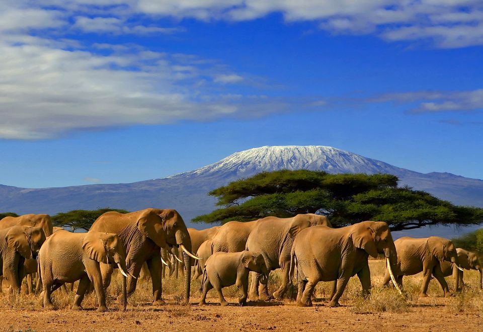 Blick auf den Kilimanjaro © iStock 104kelly