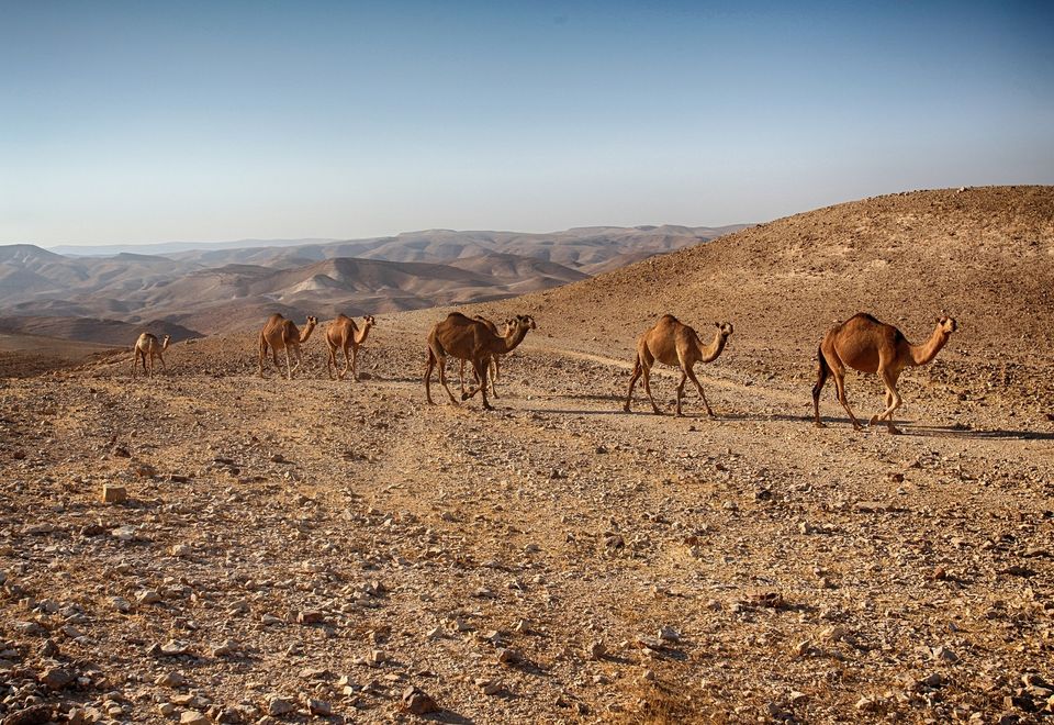 Kamele, Israel Reise