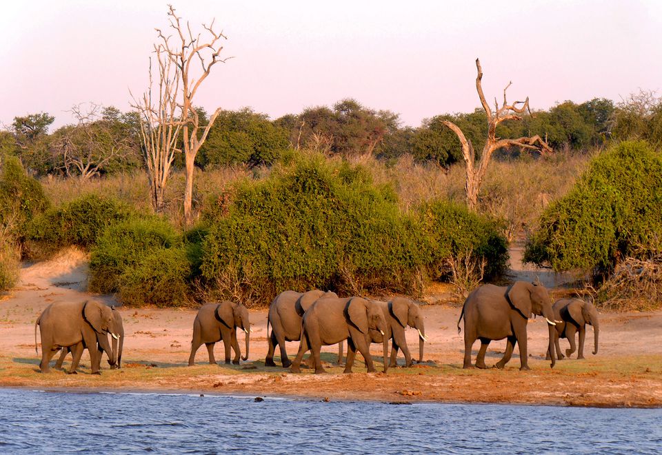 Elefantenherde im CHobe-Nationalpark, Botswana
