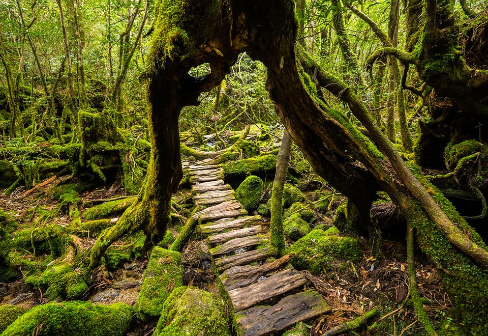 Märchenhafter Zedernwald auf Yakushima iStock © g-yuttana