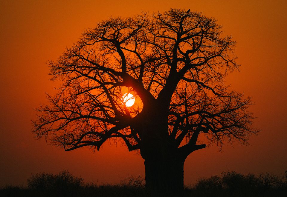 Baobab-Baum im Ruaha-Nationalpark
