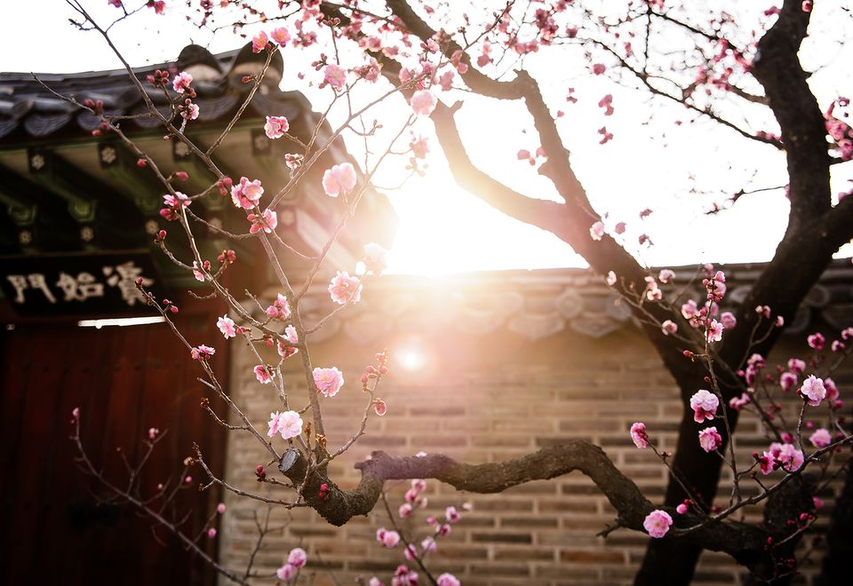 Kirschblüte, Südkorea