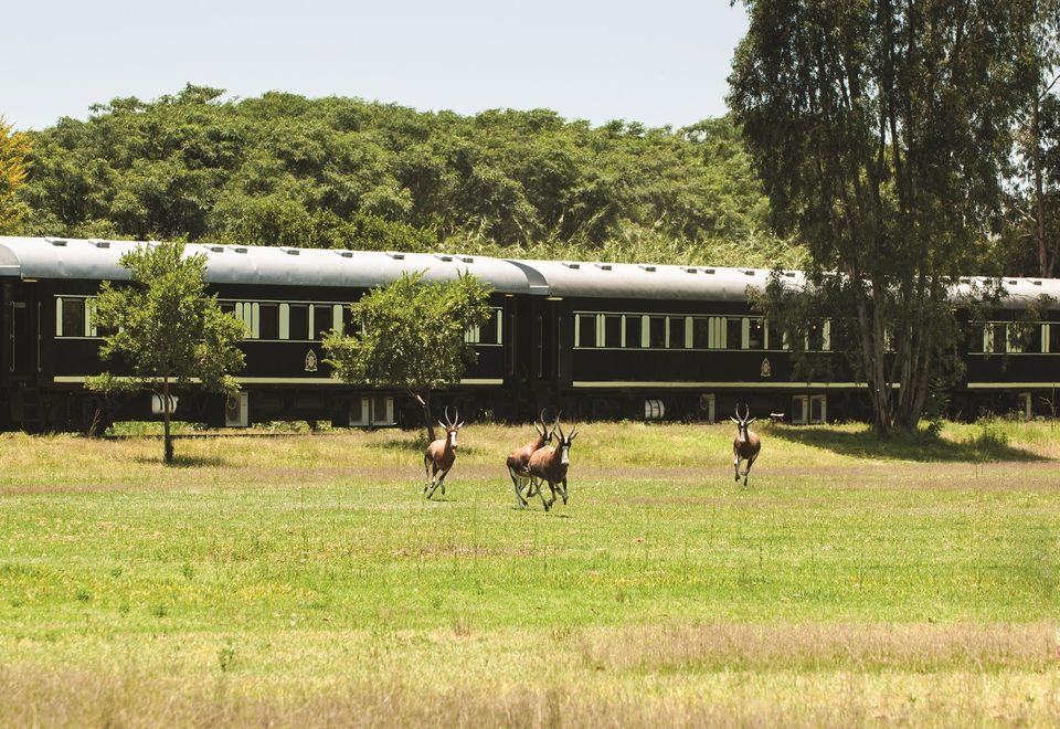 Südafrika Reise mit dem luxuriösesten Zug Afrikas
