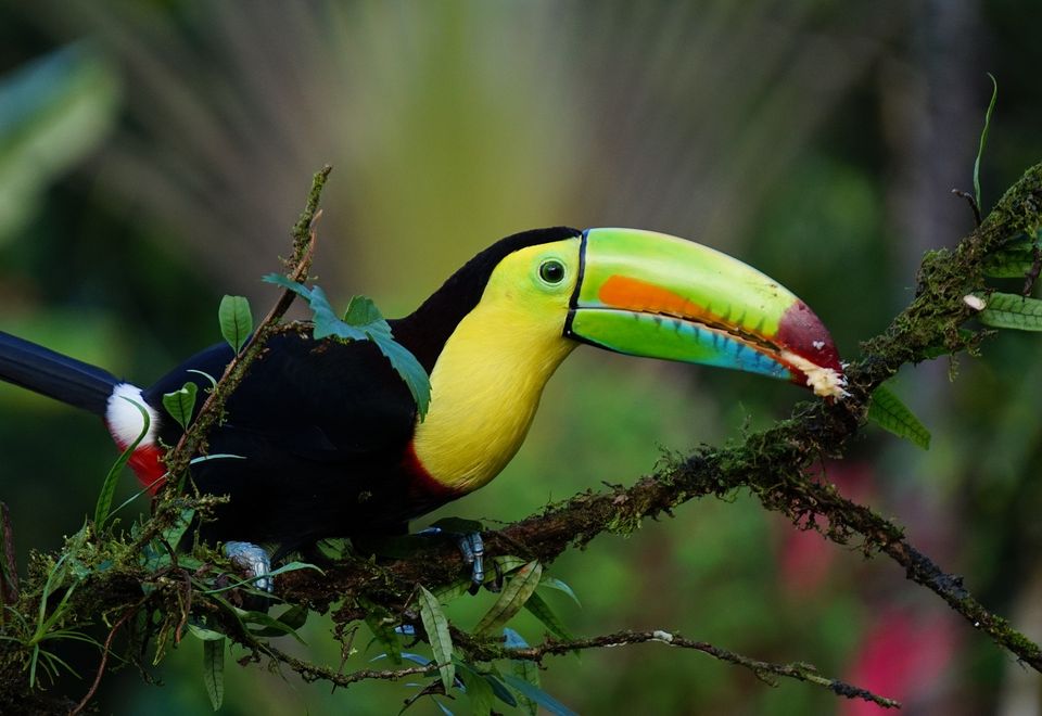 Toucan in Panama