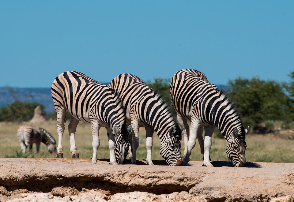 Zebras an einer Wasserstelle im Etosha-Nationalpark