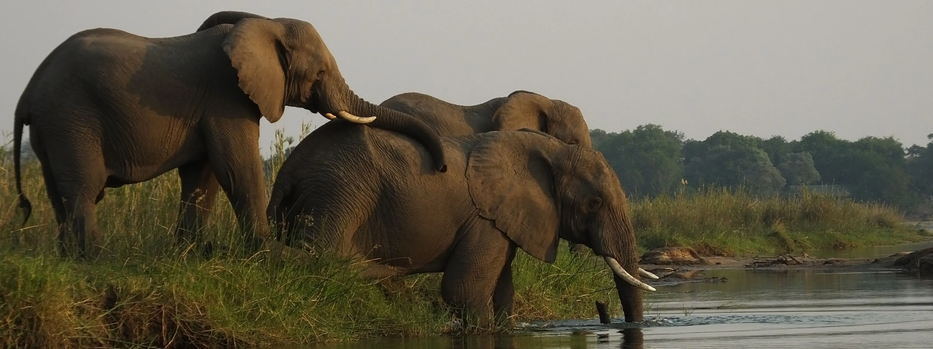 Elefanten am Malawisee