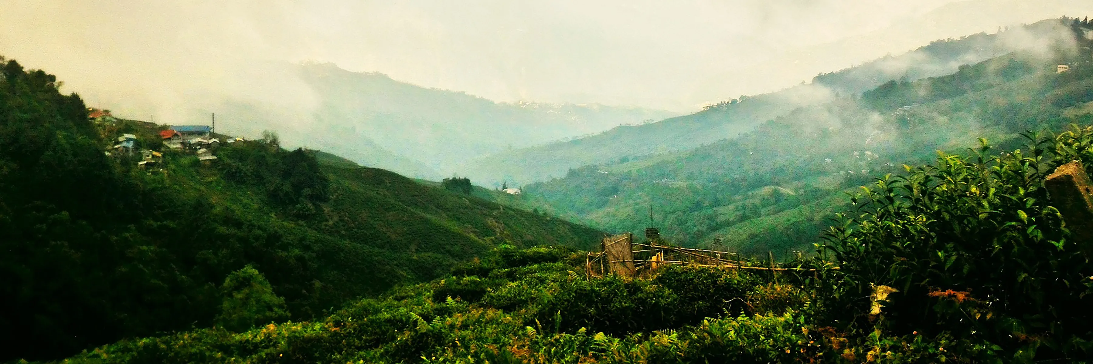 Assam & Darjeeling - eine Reise in das Land des Tees