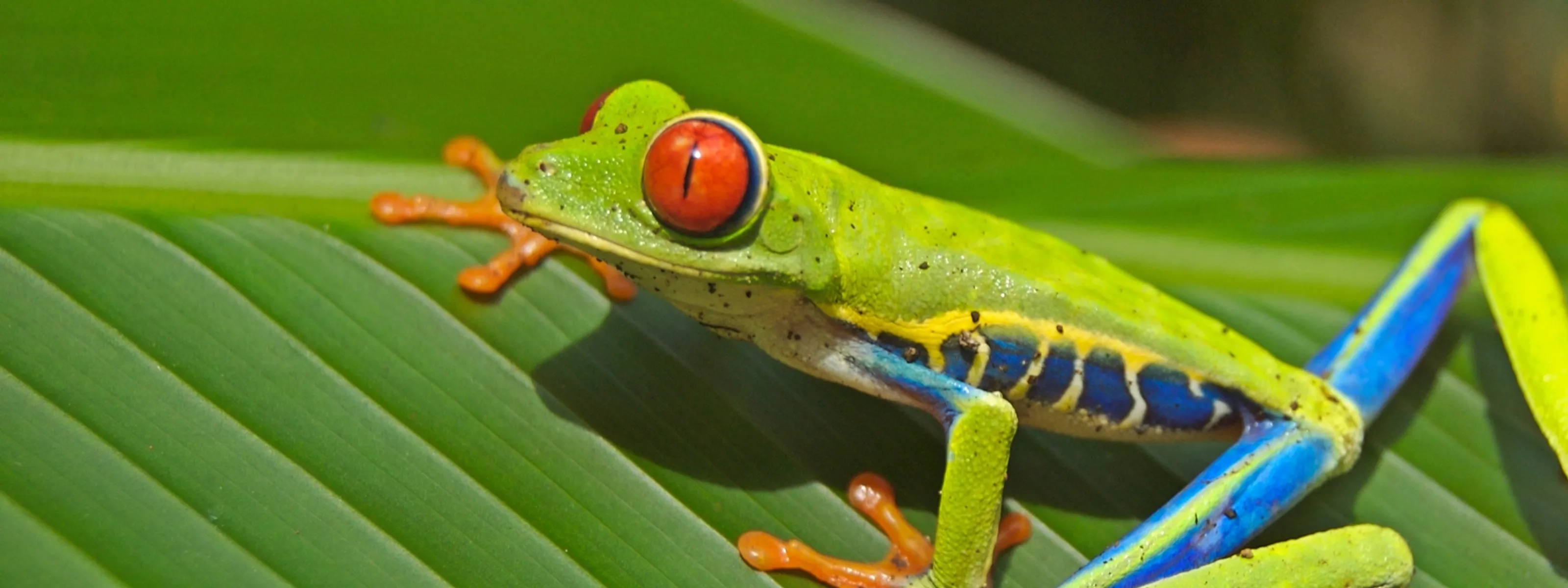 Costa Rica, Nicaragua & Panama: Naturwunder & Kulturschätze Mittelamerikas