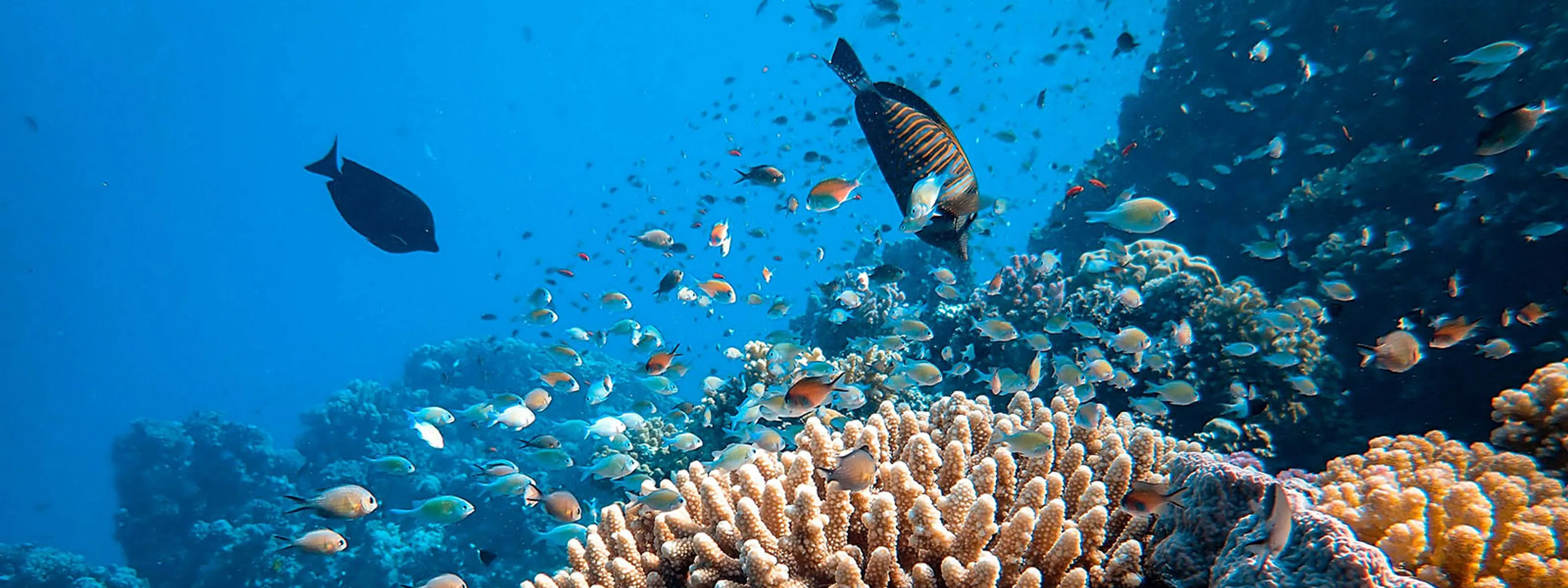 Unterwasserwelt im Roten Meer