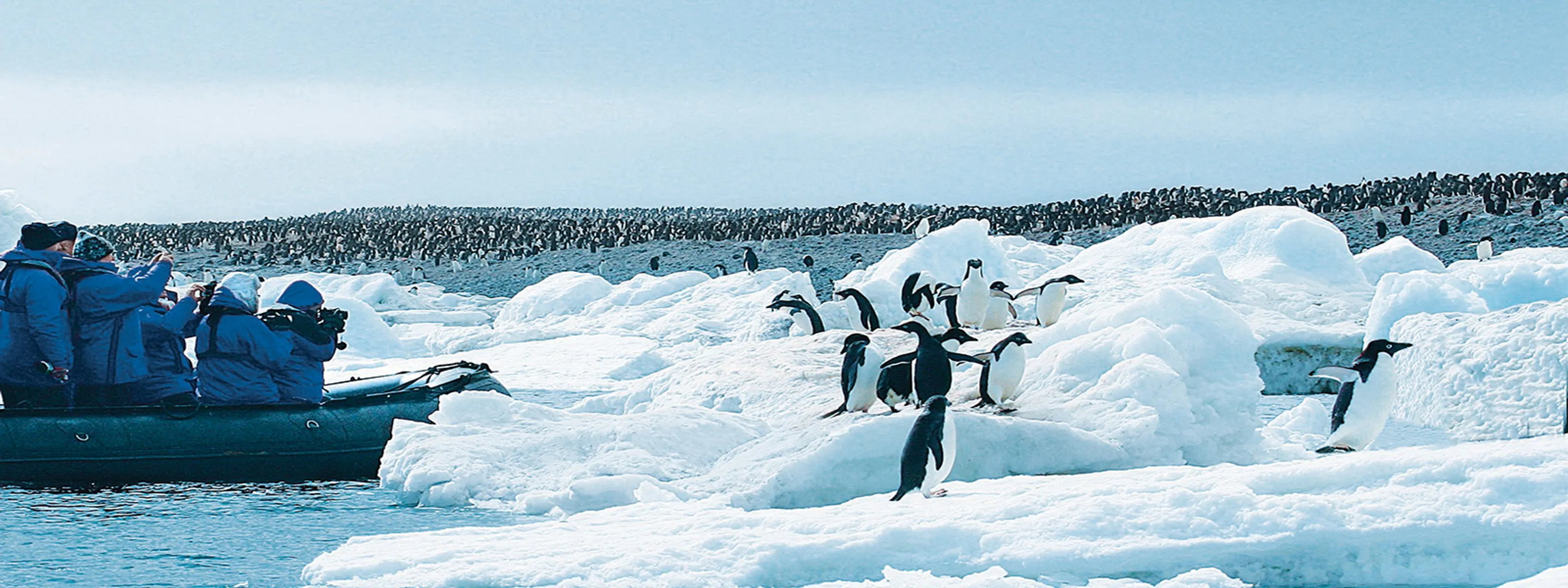 Pinguin-Beobachtungen vom Zodiac aus