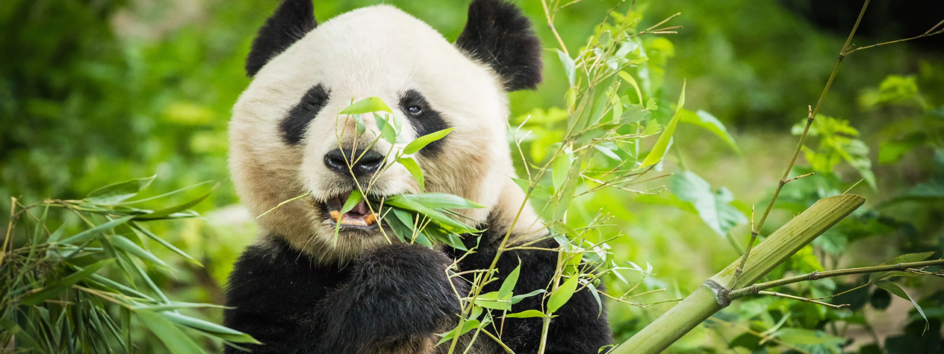 Panda in Chengdu AdobeStock © Curioso