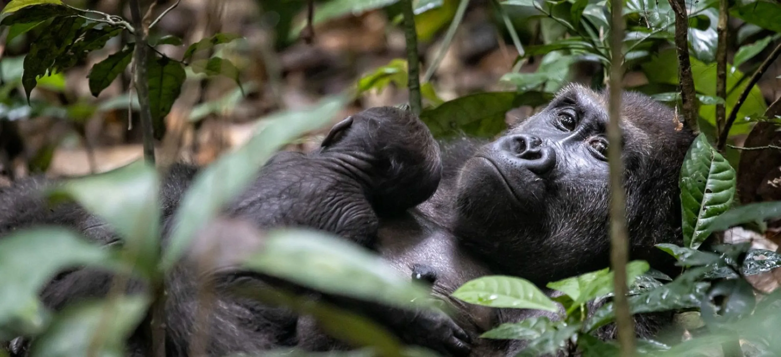 Flachlandgorilla im Kongo © Nuria Ortega