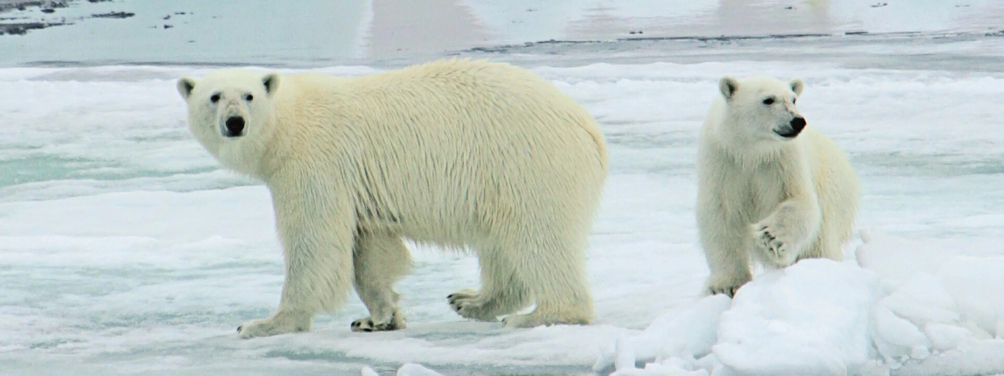 Hurtigruten: Expedition rund um Spitzbergen
