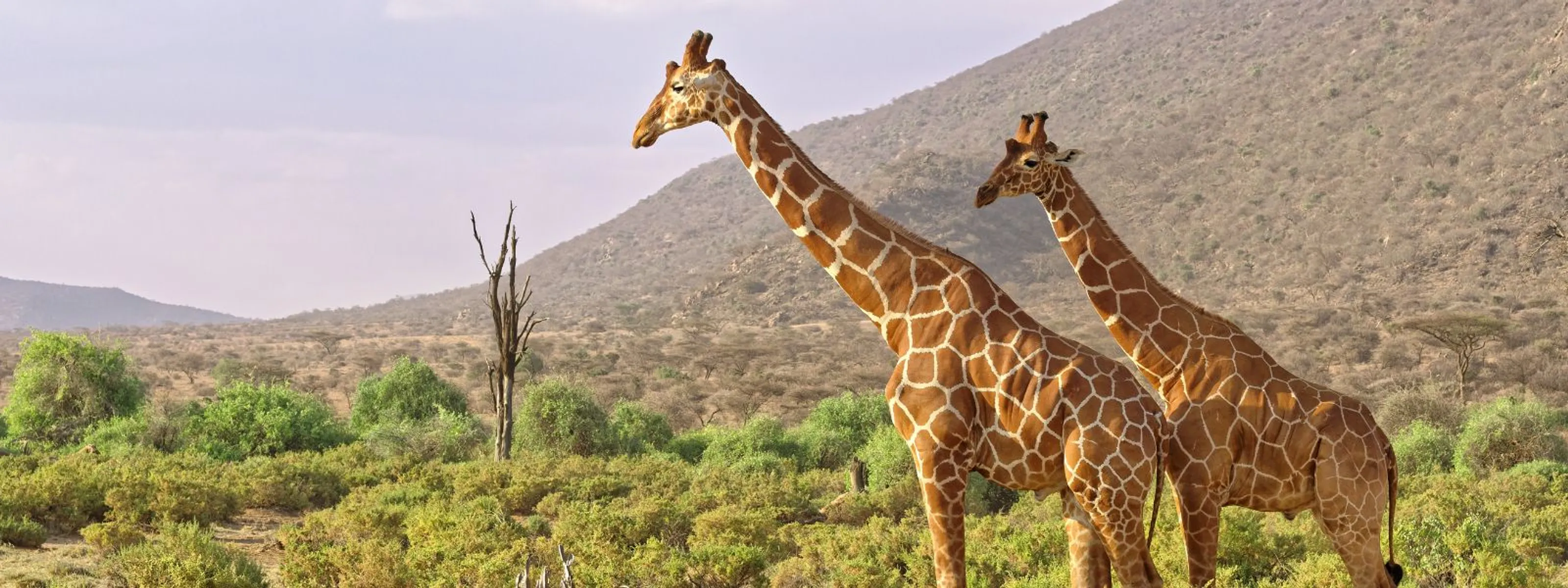 Kenias Nordes Giraffen