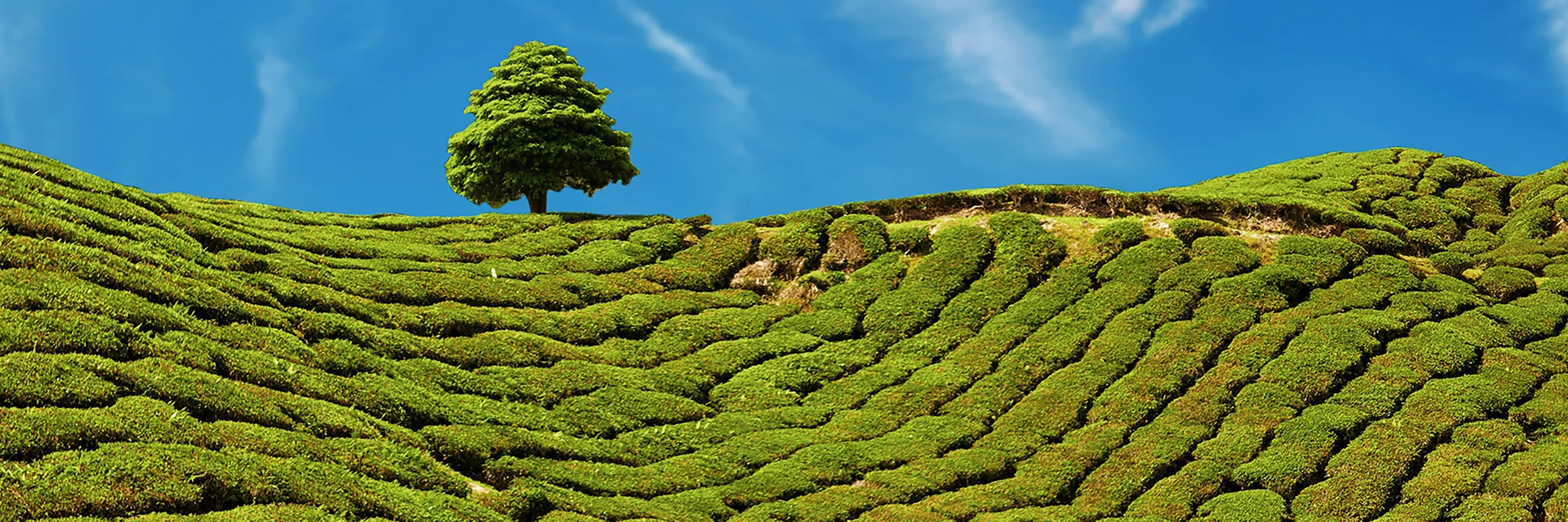 Malaysia: Natur & Kultur pur