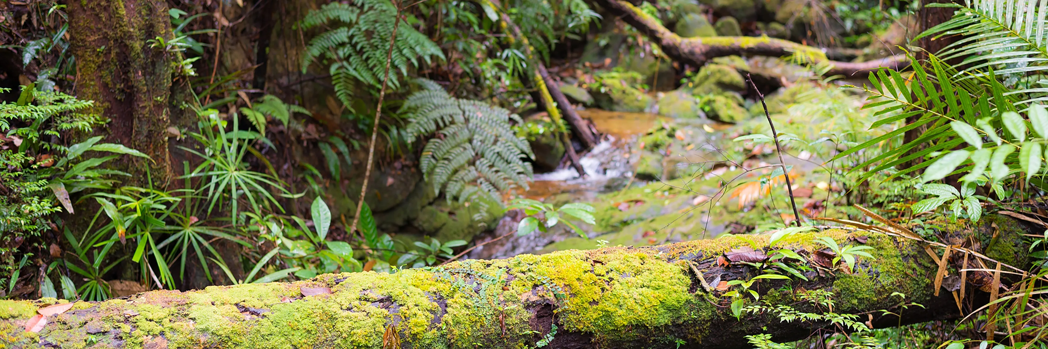 Naturerlebnis Borneo und Baden auf Gaya Island