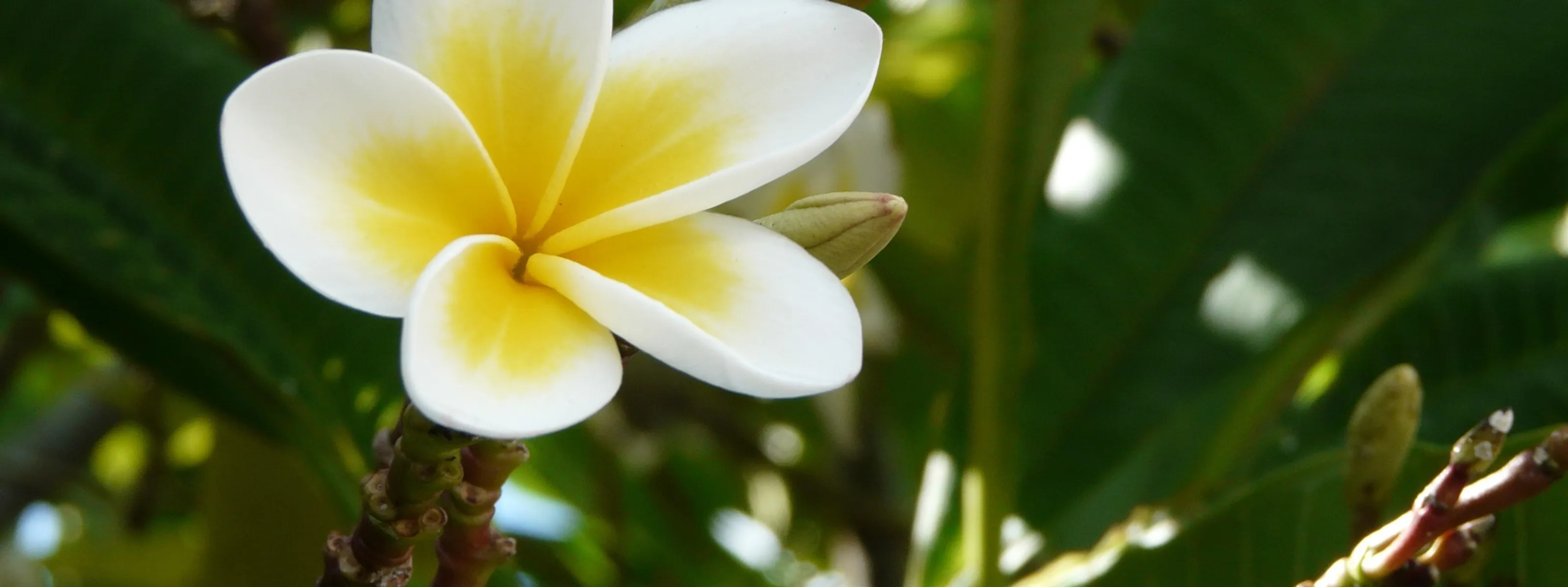 Paradiesinsel Mauritius