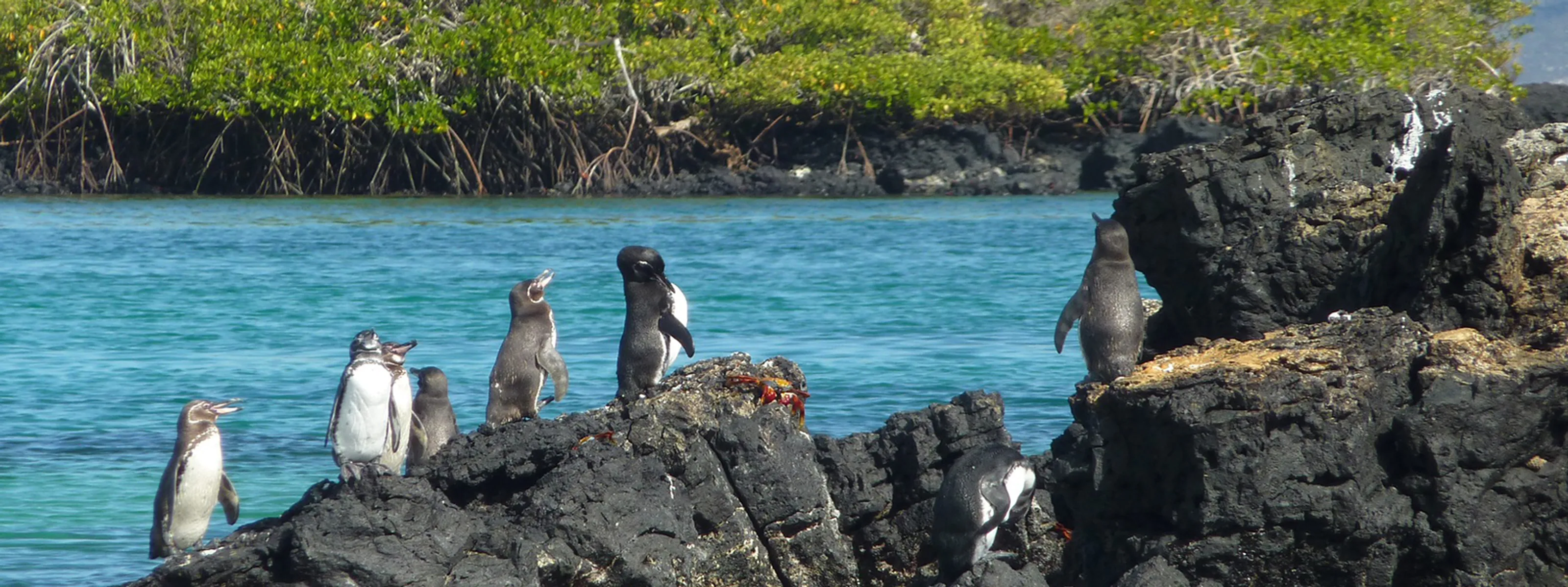 Galapagos-Pinguine