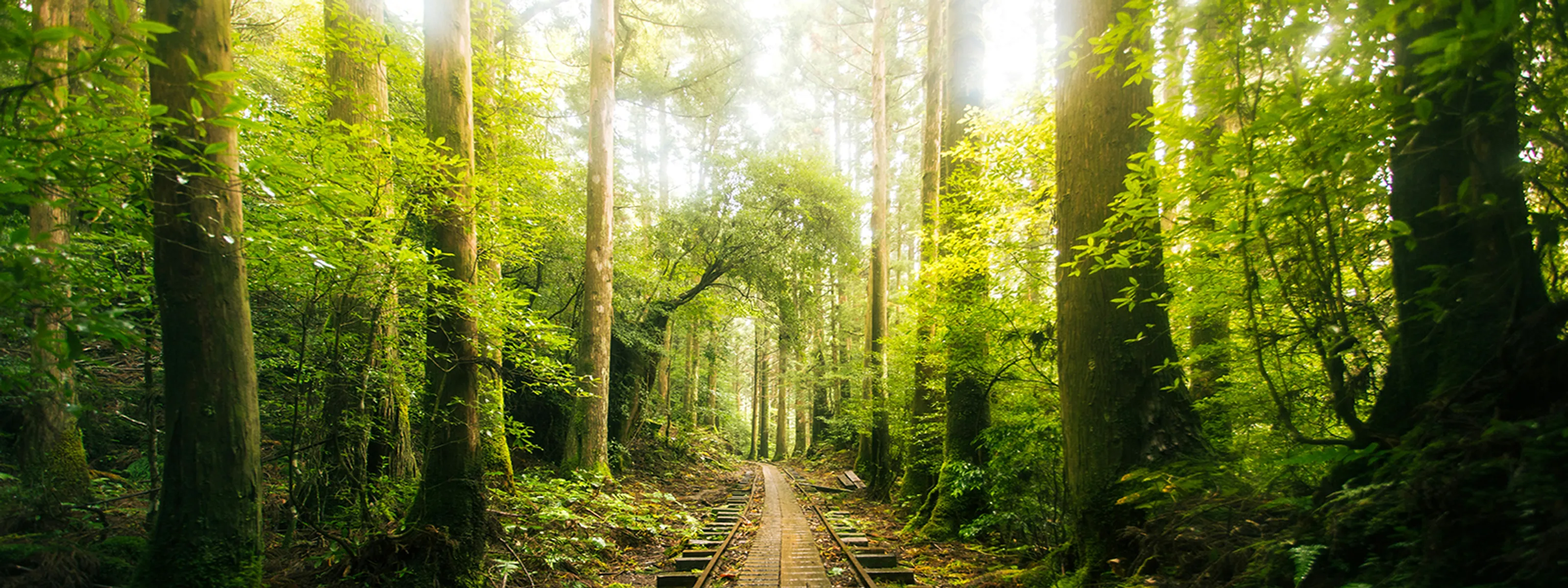 Unterwegs-auf-der-Insel-Yakushima